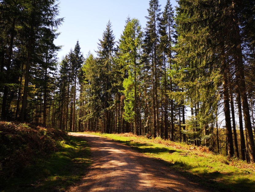 Forest roads